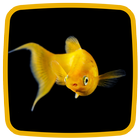 Goldfisch Live-Hintergründe Zeichen