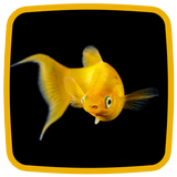 Goldfish Live Wallpaper icône