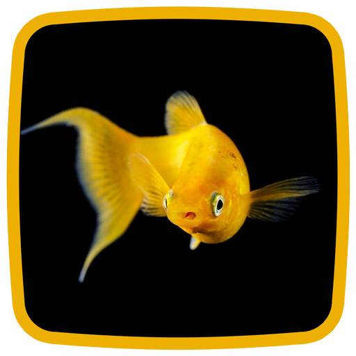 Goldfish Live Wallpaper 💛 Background Pictures APK for Android – Download Goldfish Live Wallpaper 💛 Background Pictures APK Latest Version from Goldfish Live Wallpaper 💛 Background Pictures APK for Android – Download Goldfish Live Wallpaper 💛 Background Pictures APK Latest Version from