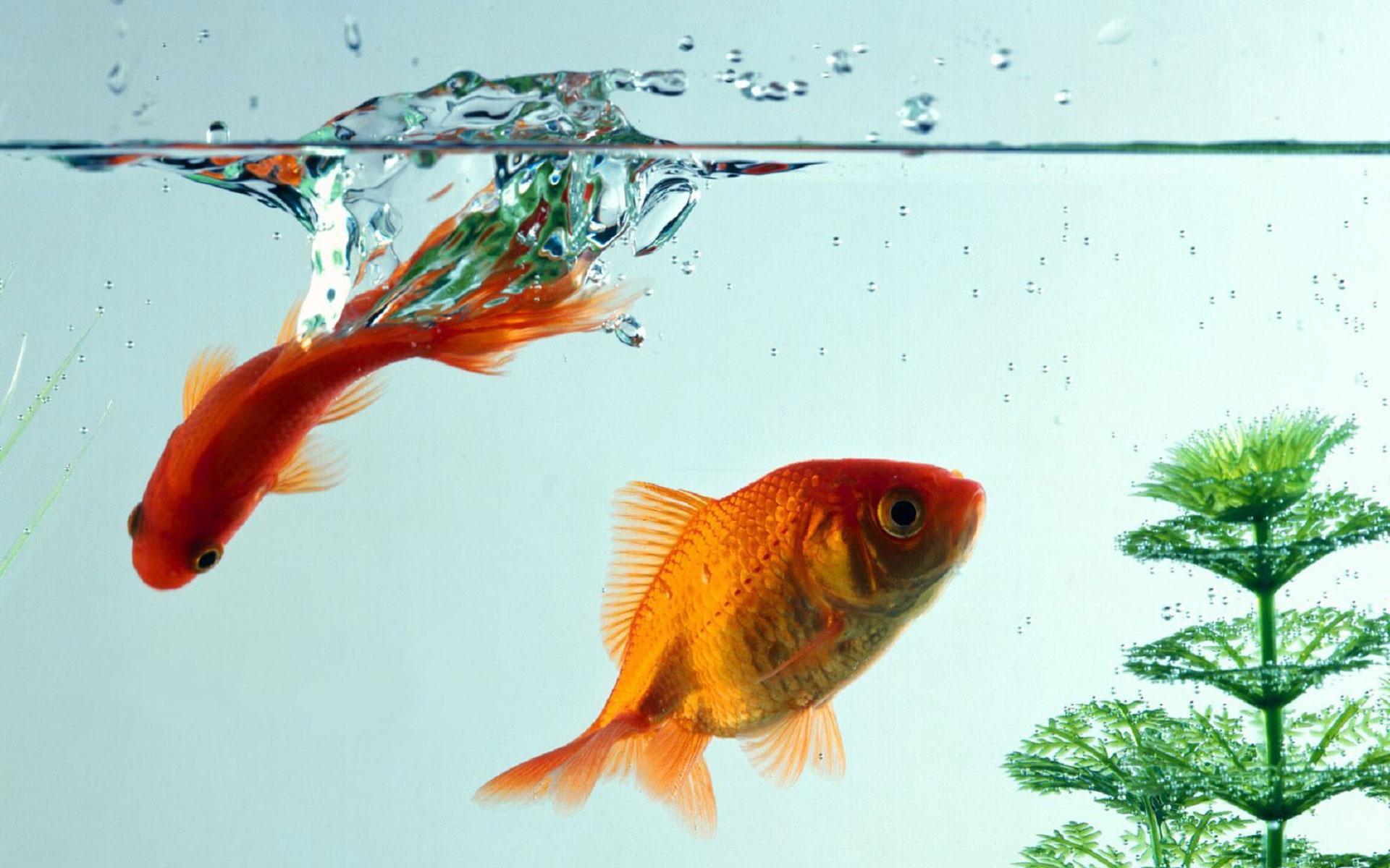 Goldfish Live Wallpaper 💛 Background Pictures APK  for Android – Download  Goldfish Live Wallpaper 💛 Background Pictures APK Latest Version from  