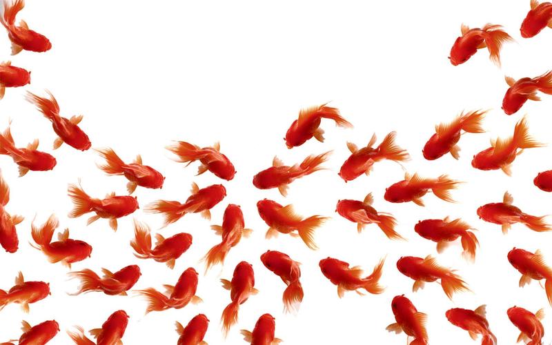無料で 金魚 ライブ壁紙 アプリの最新版 Apk1 6をダウンロードー Android用 金魚 ライブ壁紙 Apk の最新バージョンをダウンロード Apkfab Com Jp