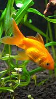Goldfisch Live-Hintergründe Screenshot 2