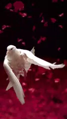 Taube Live-Hintergründe APK Herunterladen