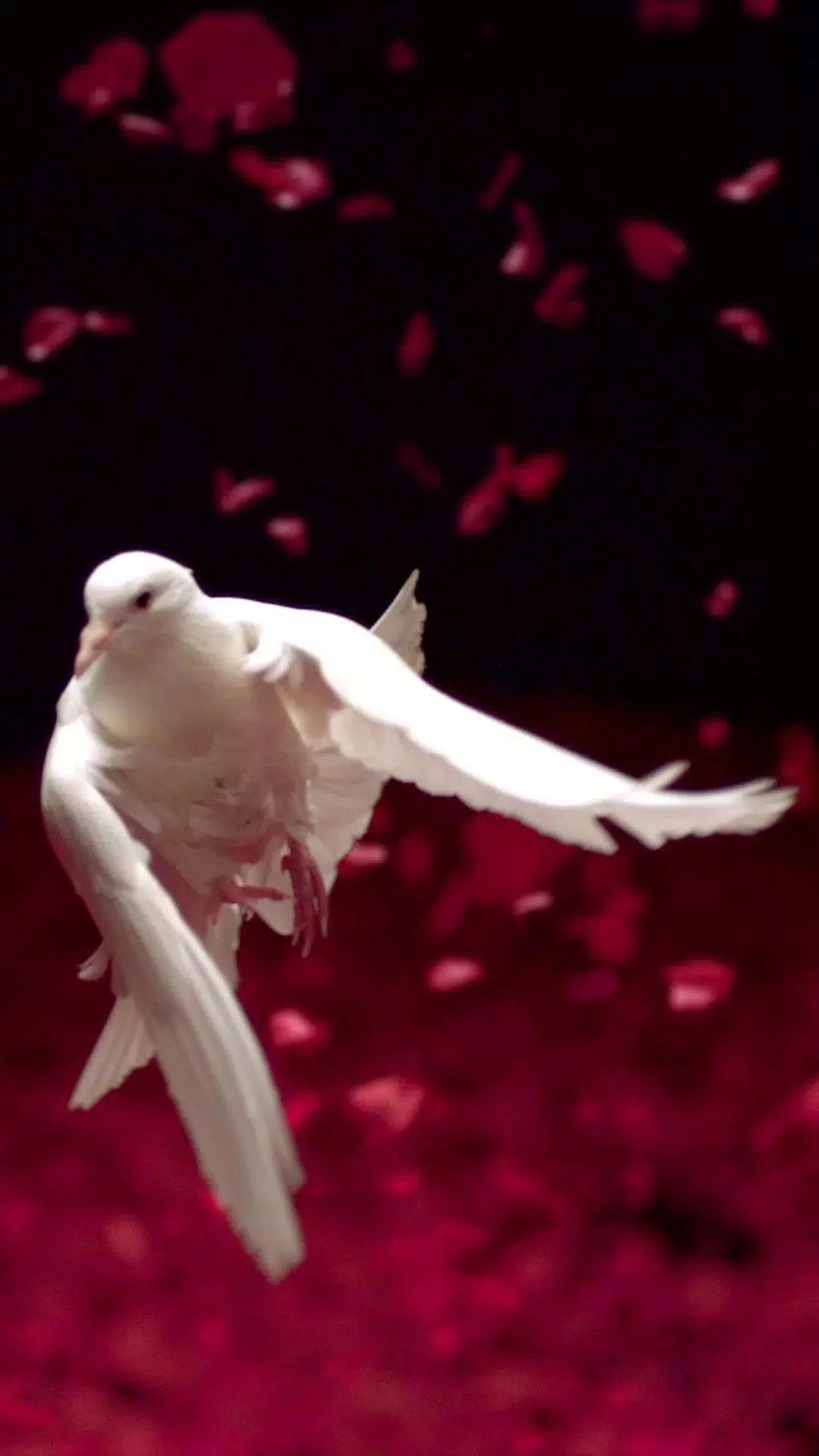 Dove Live Wallpaper APK for Android Download Dove Live Wallpaper APK for Android Download