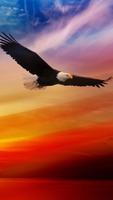 Eagles Live Wallpaper poster