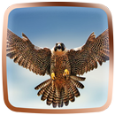 Falke Live-Hintergründe APK