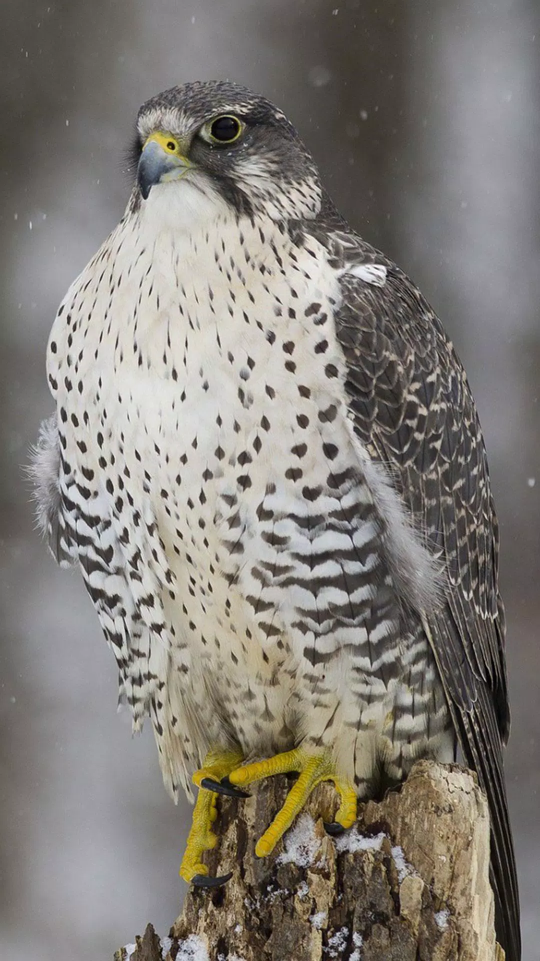 Android向けのハヤブサ ライブ壁紙 Apkをダウンロードしましょう