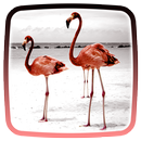 APK Flamingo Live Wallpaper