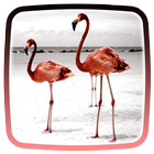 Flamingo Live Wallpaper icône