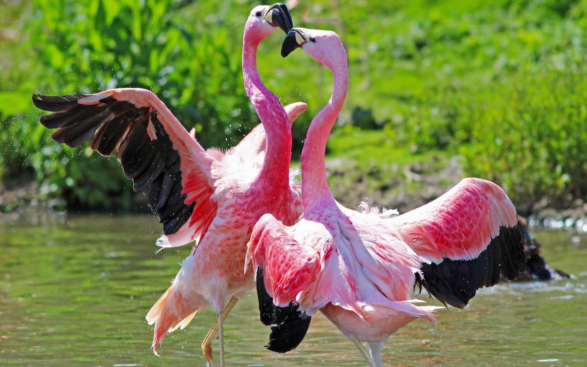 Paling Keren 18 Gambar Hewan Flamingo Kartun Gani Gambar