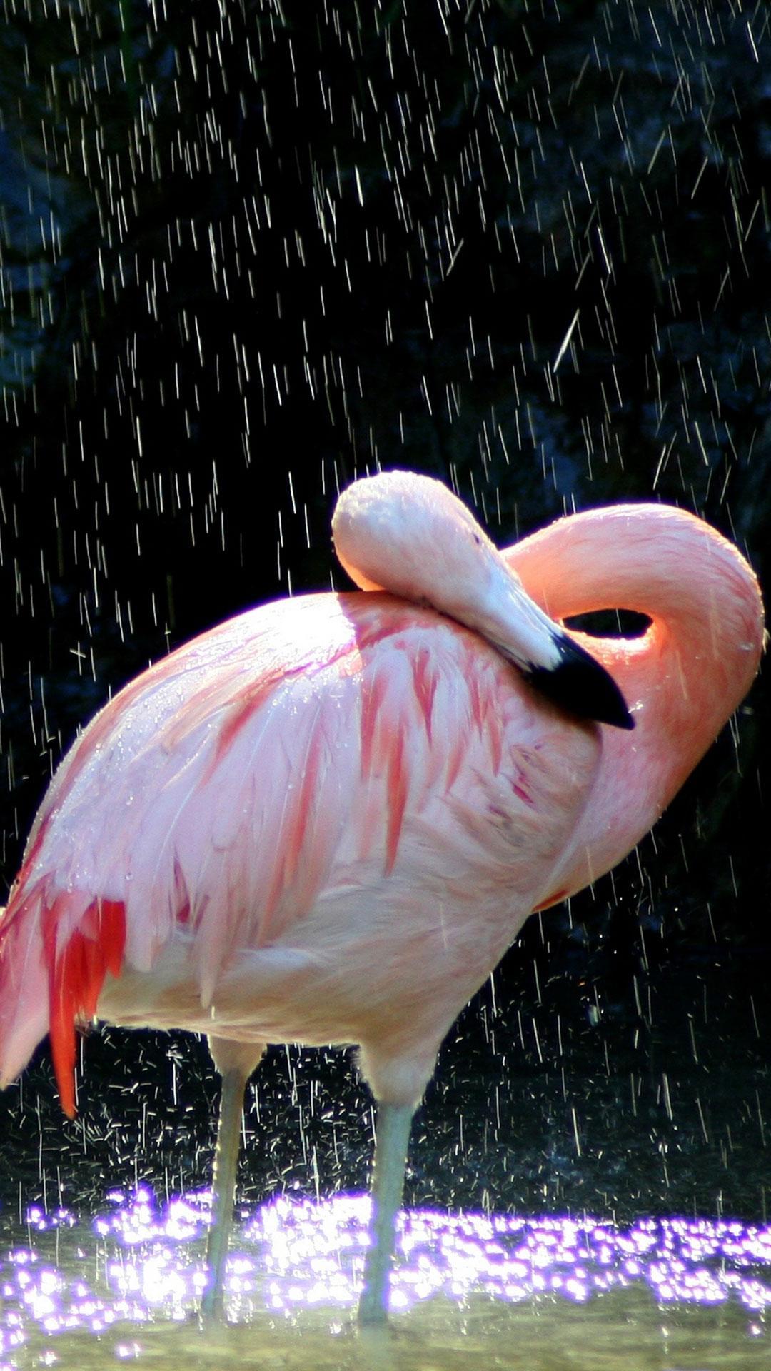 Flamingo Live Wallpaper For Android Apk Download - where does roblox flamingo live