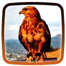 APK Hawks Live Wallpaper