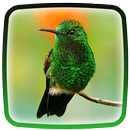 Hummingbird Live Wallpaper APK