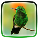 APK Colibrì Sfondi Animati