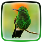 Hummingbird Live Wallpaper icône