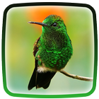 Hummingbird Live Wallpaper simgesi