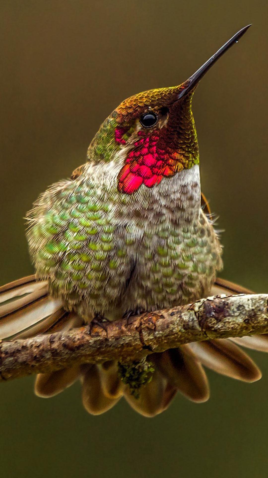Descarga de APK de Colibríes Fondos Animados para Android Descarga de APK de Colibríes Fondos Animados para Android