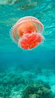 3 Schermata Jellyfish Live Wallpaper