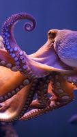 Octopus Live Wallpaper capture d'écran 3