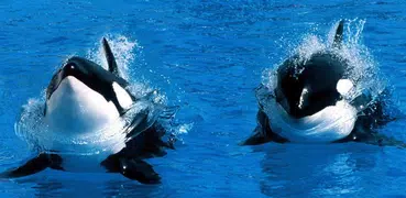 Orca Live Wallpapers 🐋 Beautiful Backgrounds