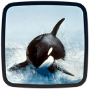 Orca Live Wallpapers 🐋 Beautiful Backgrounds APK