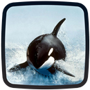 APK Orca Live Wallpapers 🐋 Beautiful Backgrounds