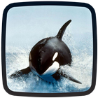Orca Live Wallpapers 🐋 Beautiful Backgrounds icône
