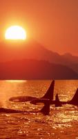 Orca Live Wallpapers 🐋 Beautiful Backgrounds capture d'écran 1