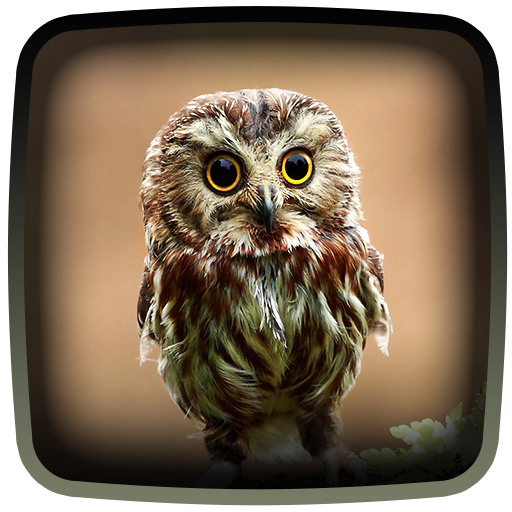 Owl Live Wallpaper