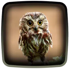 Owl Live Wallpaper APK download