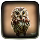 Owl Live Wallpaper APK