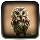 Eulen Live-Hintergründe APK