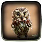 Owl Live Wallpaper icon