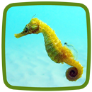 APK Seahorse Live Wallpaper