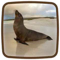 Seal Live Wallpaper Apk 1 7 Download For Android Download Seal Live Wallpaper Apk Latest Version Apkfab Com