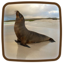 Seal Live Wallpaper APK