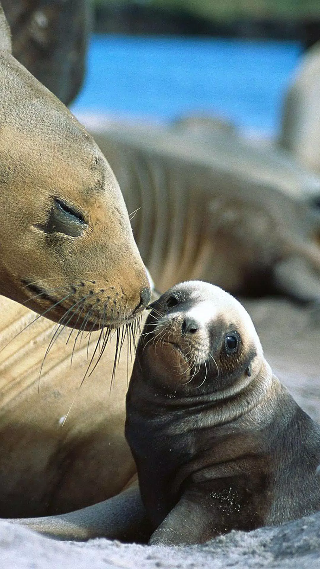 Android向けのアザラシ ライブ壁紙 Apkをダウンロードしましょう