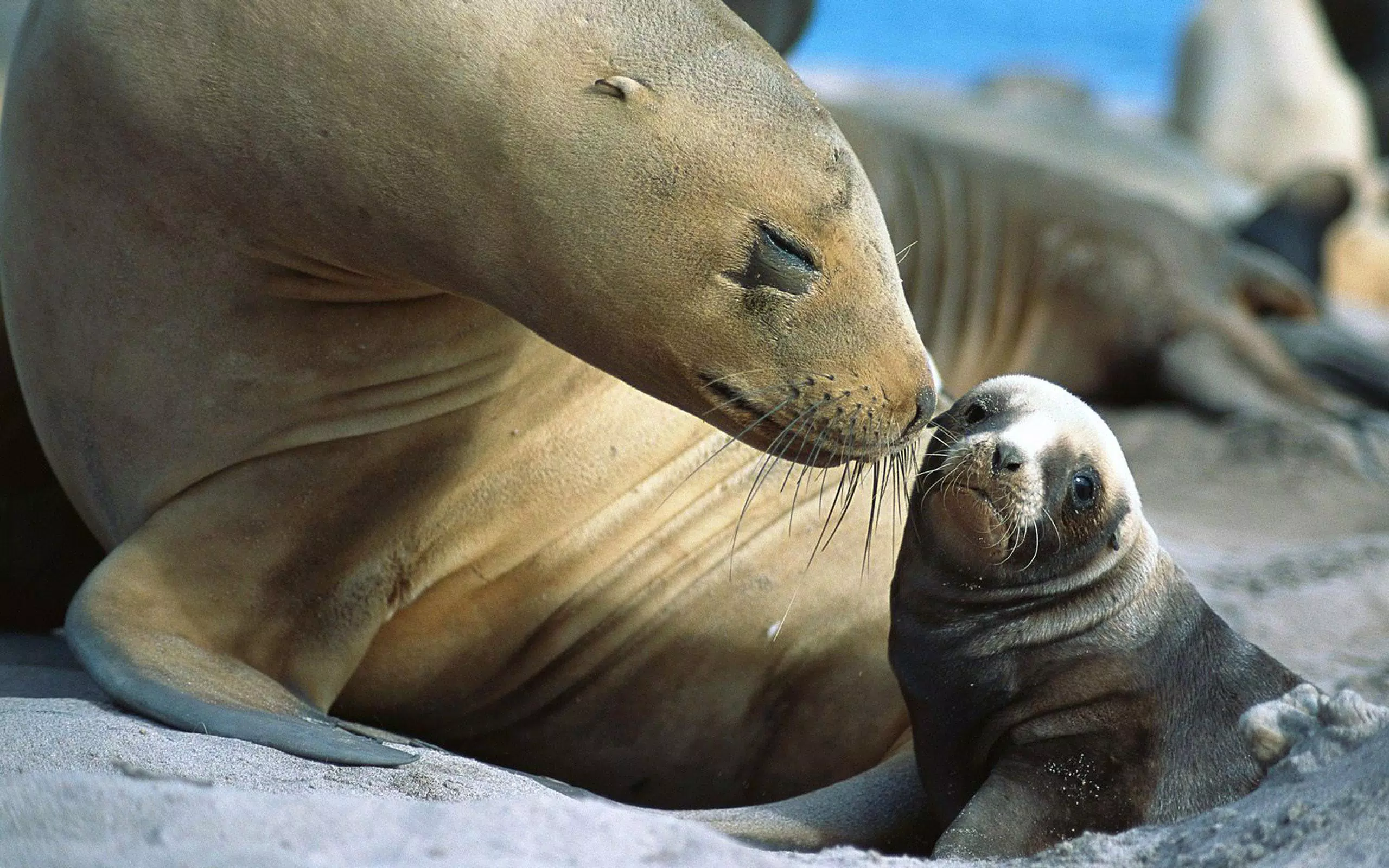 Android向けのアザラシ ライブ壁紙 Apkをダウンロードしましょう