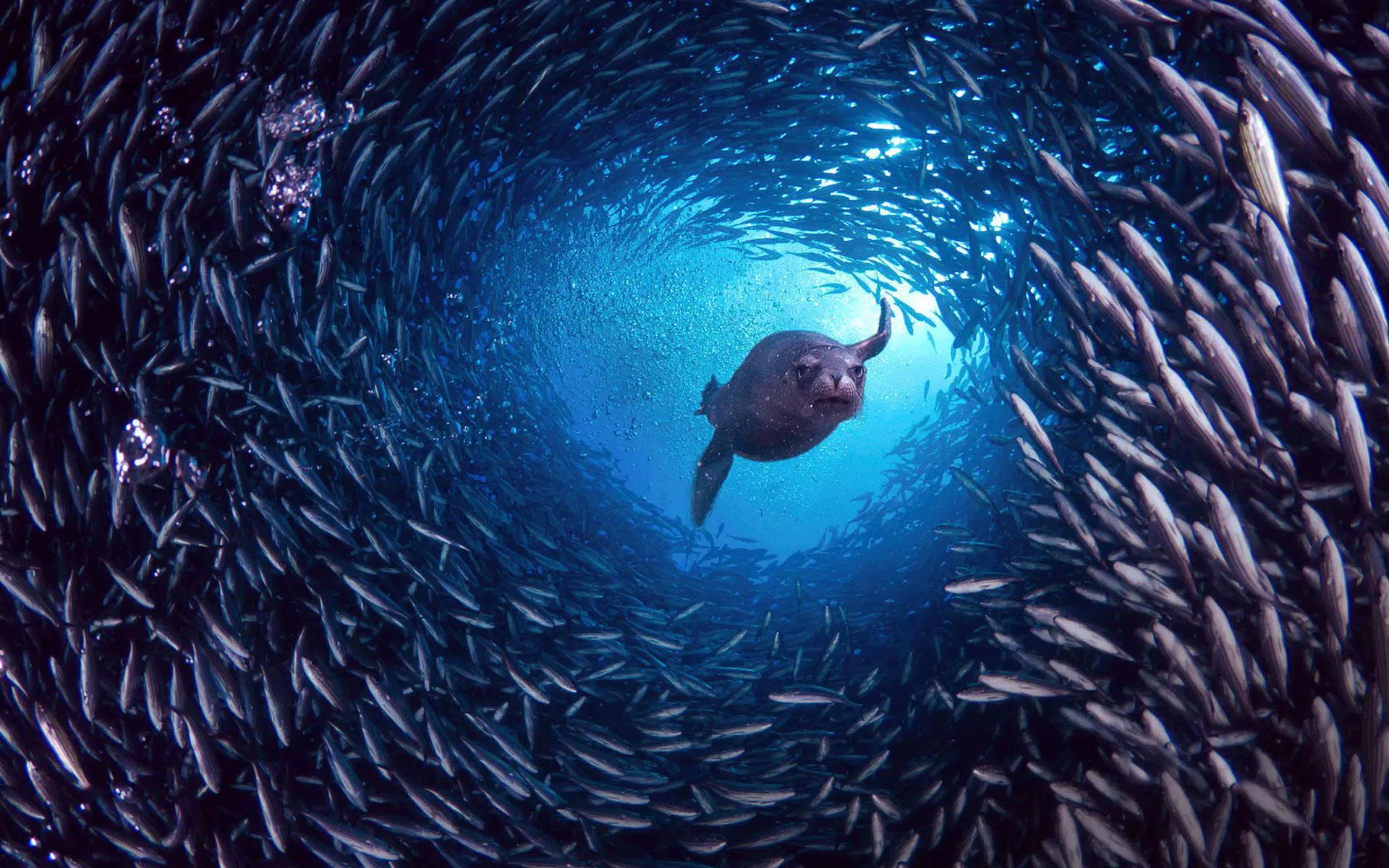 Android向けのアザラシ ライブ壁紙 Apkをダウンロードしましょう