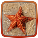 Starfish Live Wallpaper-APK