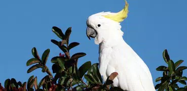 Papel de Parede de Papagaio 🕊 Aves do Paraiso