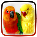 Parrot Live Wallpaper 🕊 Beautiful Birds HD APK