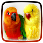 Parrot Live Wallpaper آئیکن