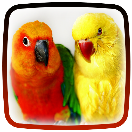 Parrot Live Wallpaper 🕊 Beautiful Birds HD