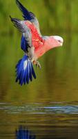 Parrot Live Wallpaper اسکرین شاٹ 3