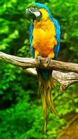 Parrot Live Wallpaper پوسٹر