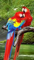 Parrot Live Wallpaper اسکرین شاٹ 1