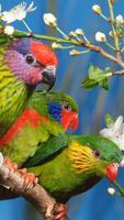 برنامه‌نما Parrot Live Wallpaper عکس از صفحه