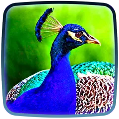 Pfau Hintergrundbilder Live 😍 Schöne Bilder APK Herunterladen