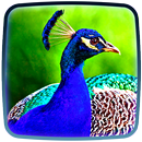 Pfau Hintergrundbilder Live 😍 Schöne Bilder APK